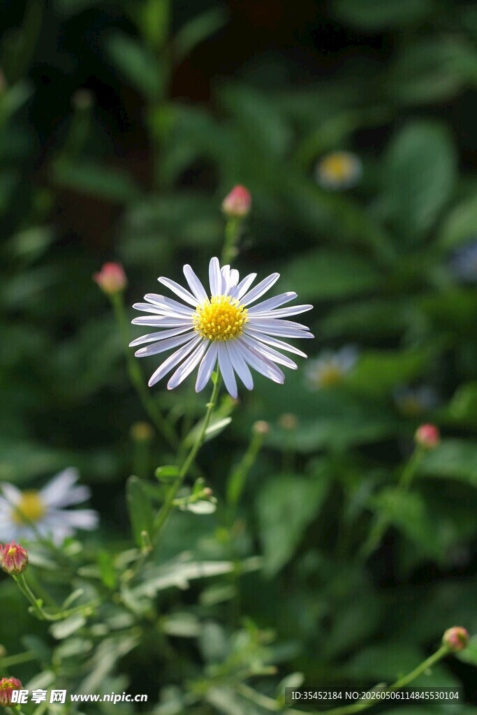 雏菊