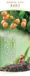 黄皮熟了