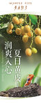 夏日润喉黄皮果