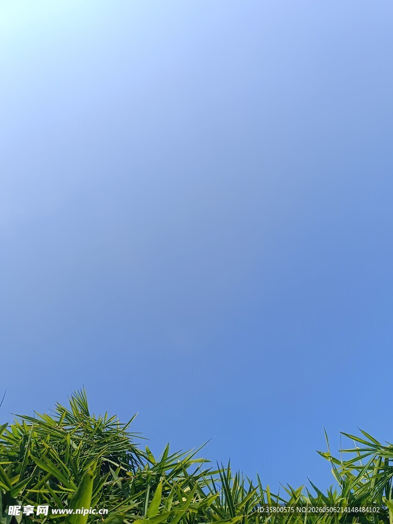蓝天映衬下的翠绿植物