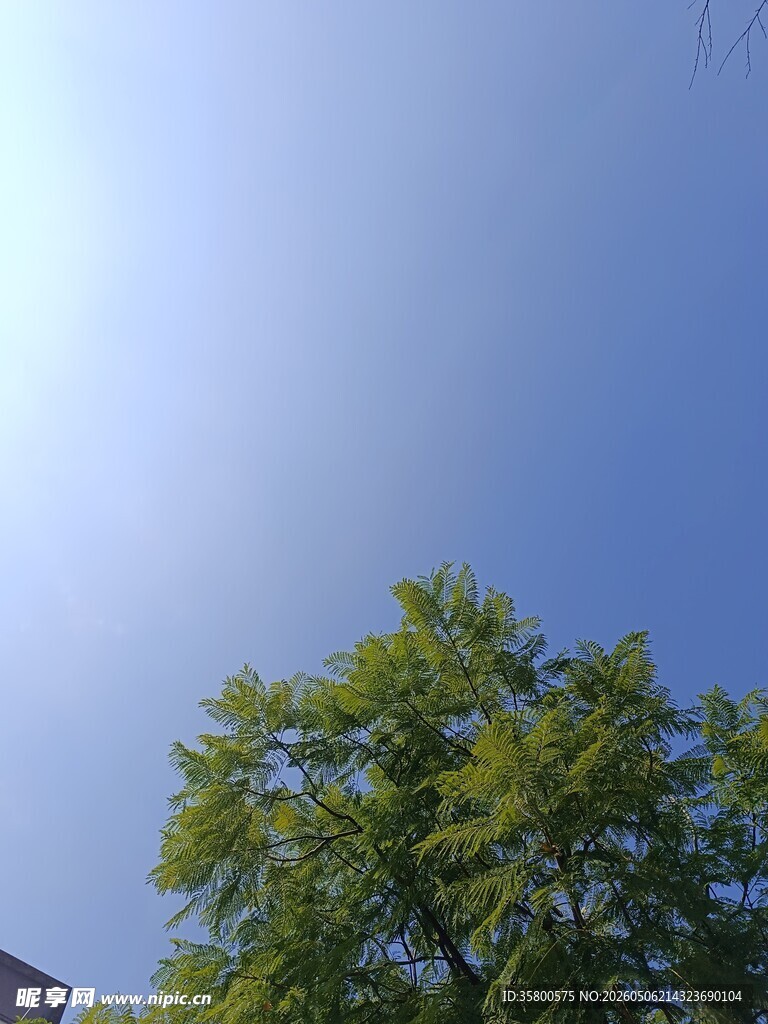 蓝天绿树的清新景致