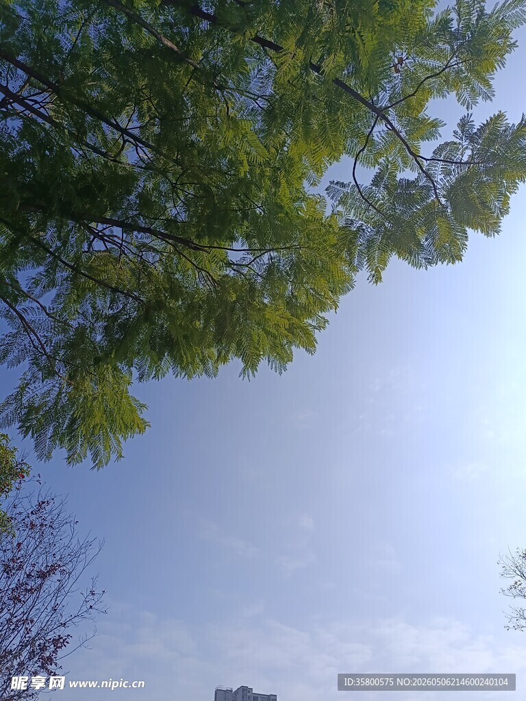 仰视绿树蓝天美景