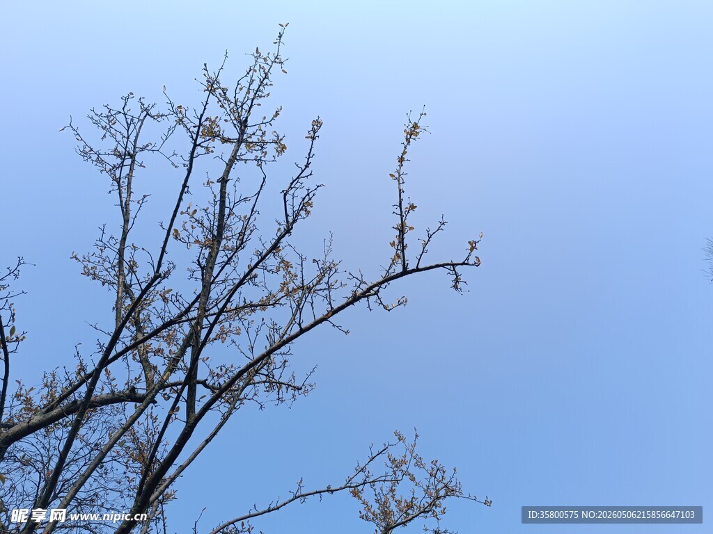 蓝天映衬下的光秃树枝