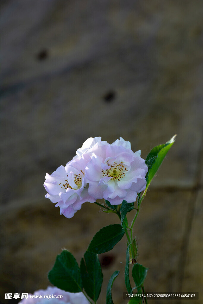 白色小花绽放