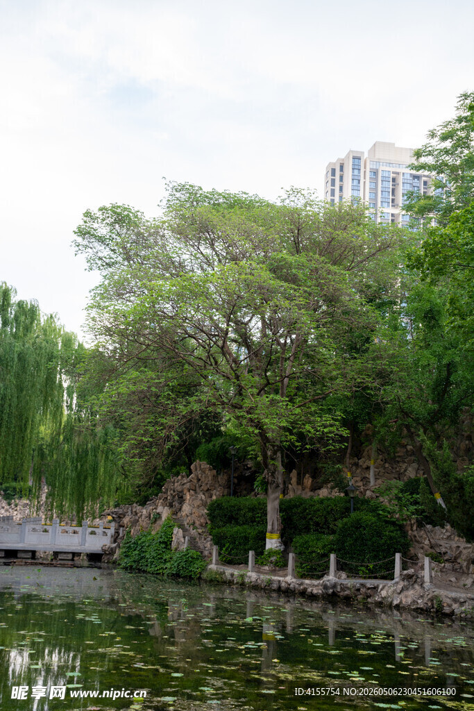湖畔绿树成荫的城市美景