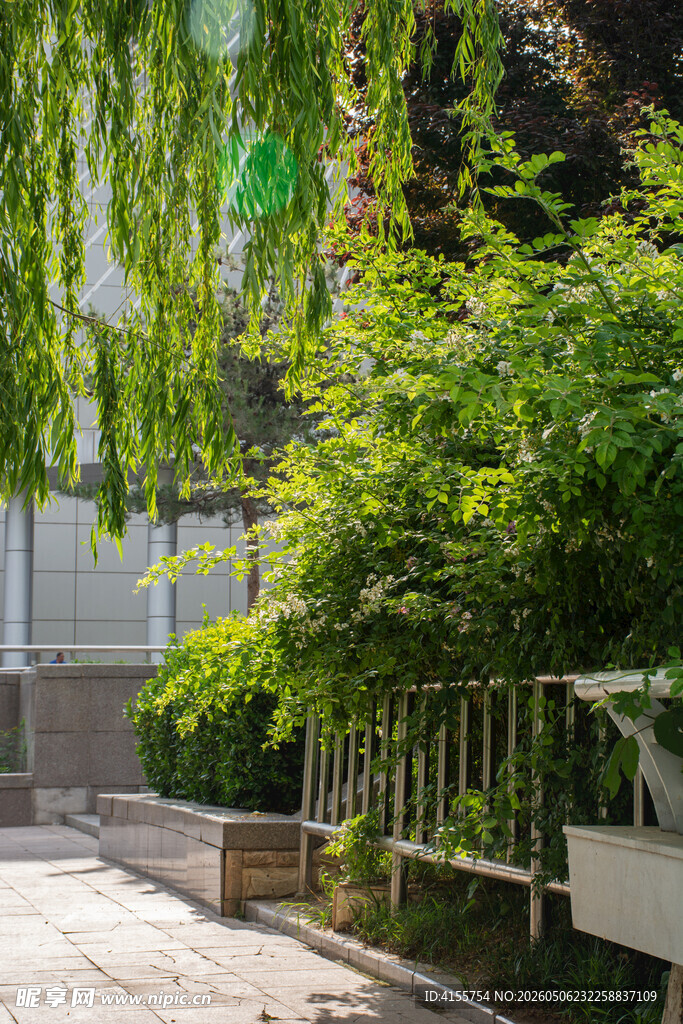 庭院绿植景观一角