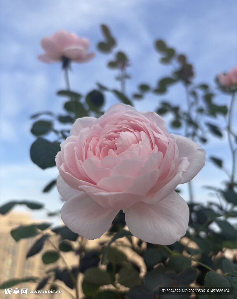月季花 瑞典女王