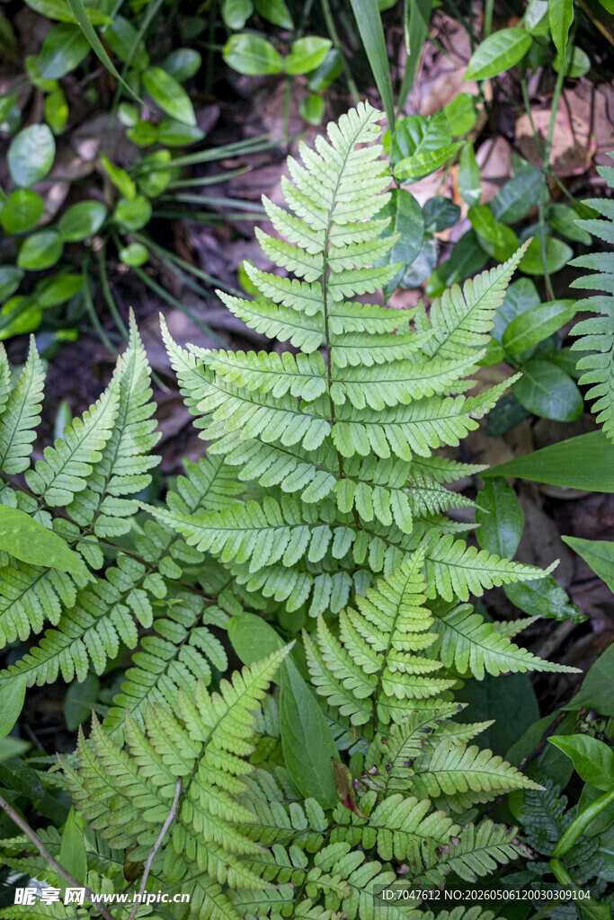 翠绿蕨类植物鳞毛蕨特写