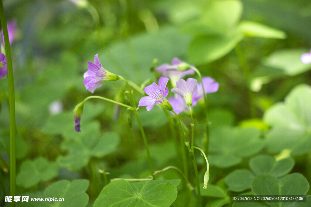 酢浆草