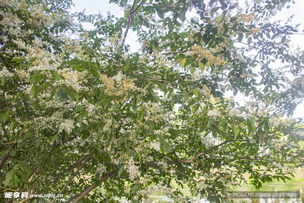 女贞花