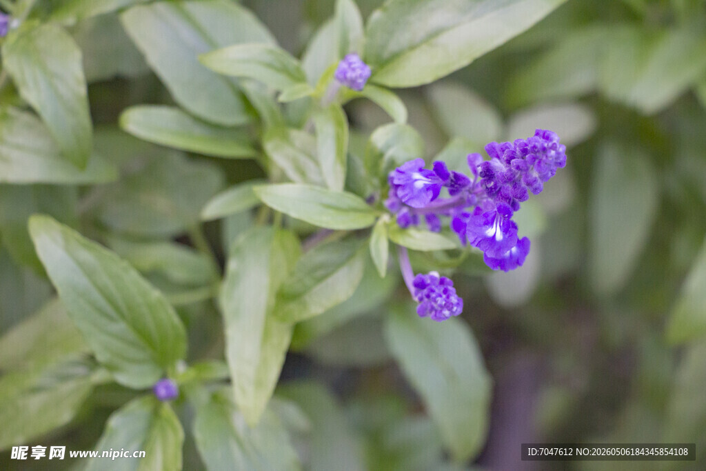 蓝花鼠尾草