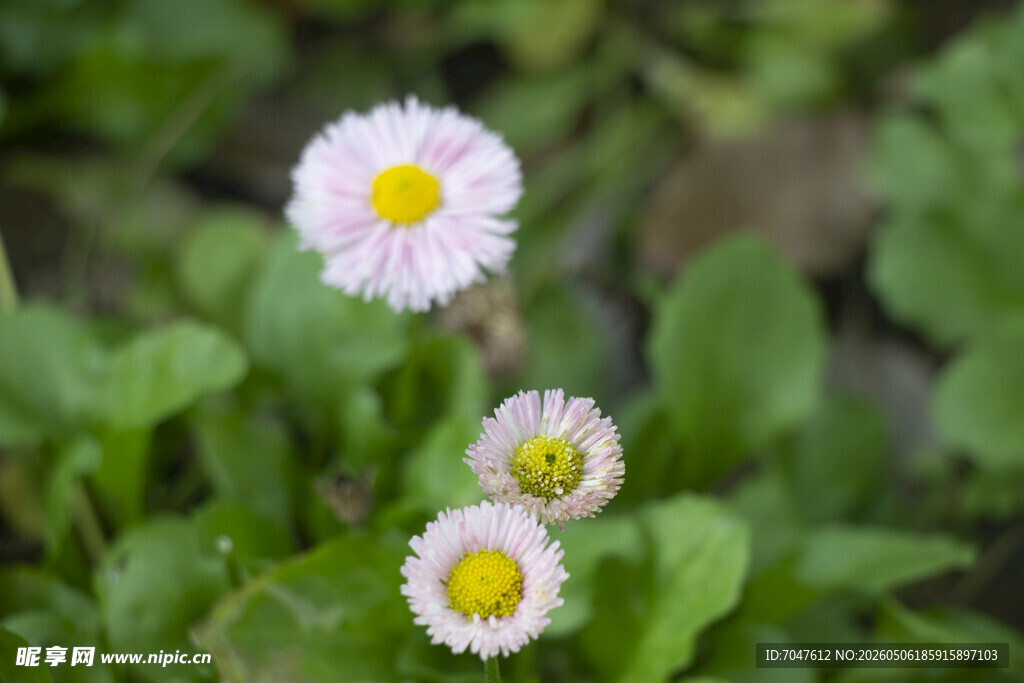 雏菊