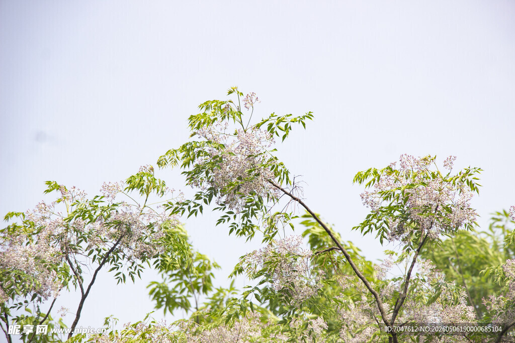 苦楝花枝头繁花绽放
