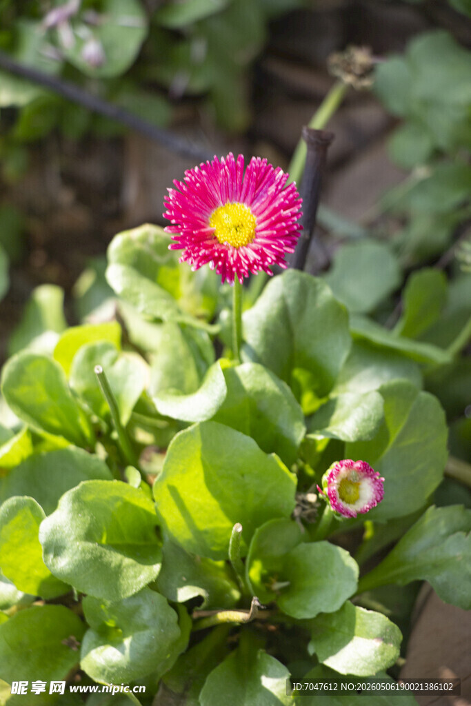 雏菊