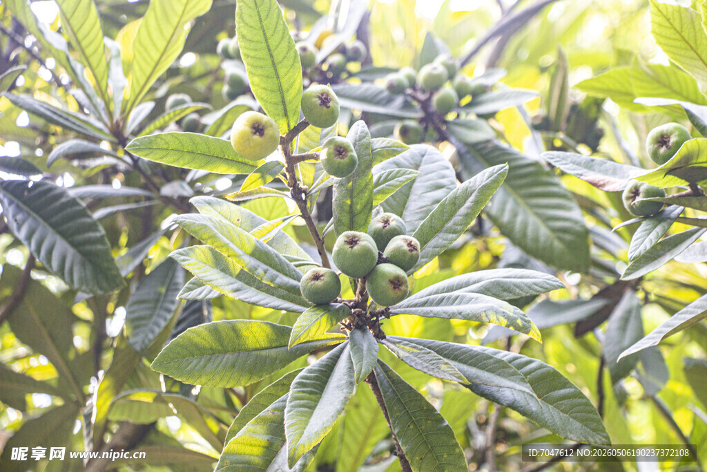 繁茂枝头的鲜嫩枇杷果实