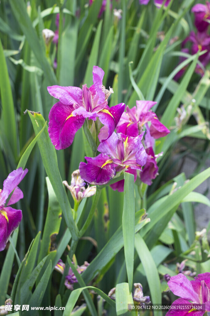 玉蝉花 