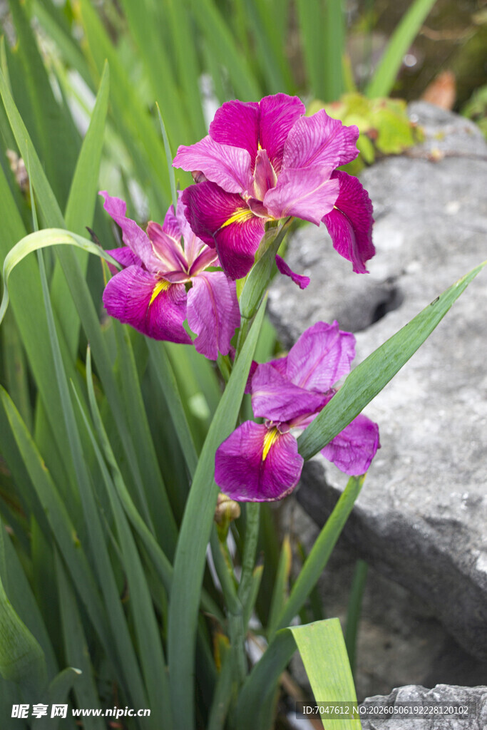 玉蝉花