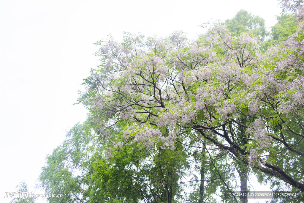 苦楝花开