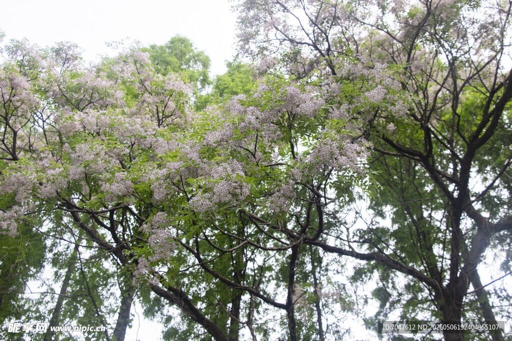 苦楝花开