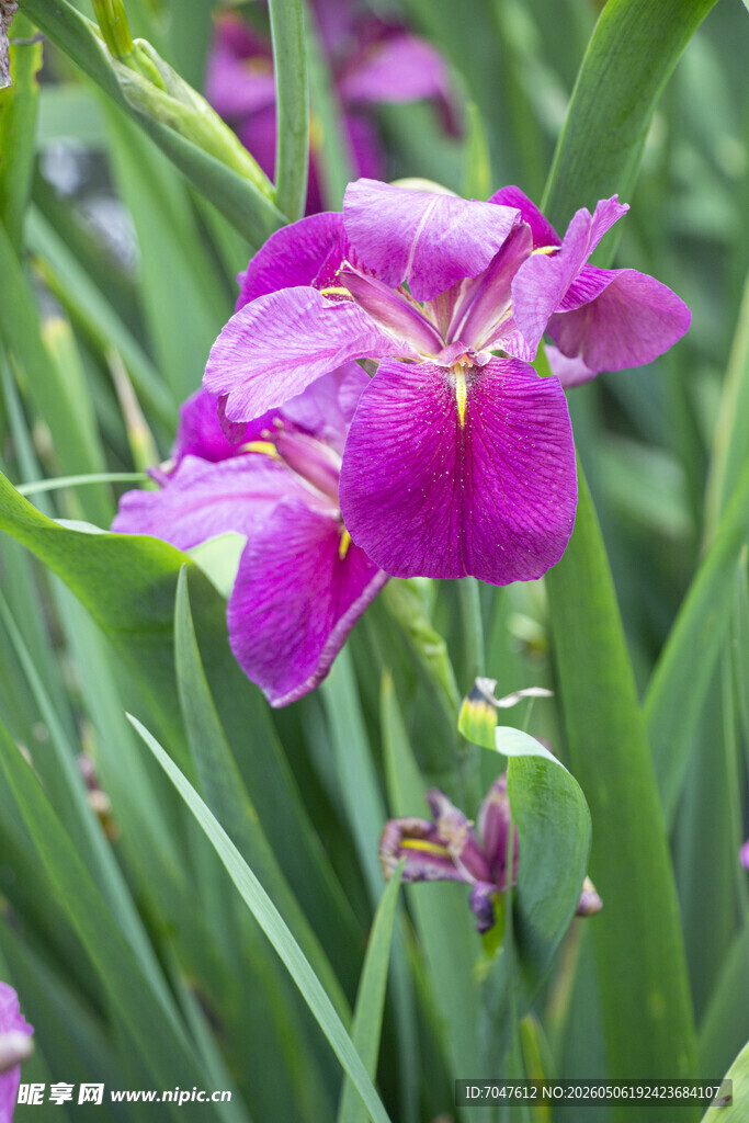 玉蝉花