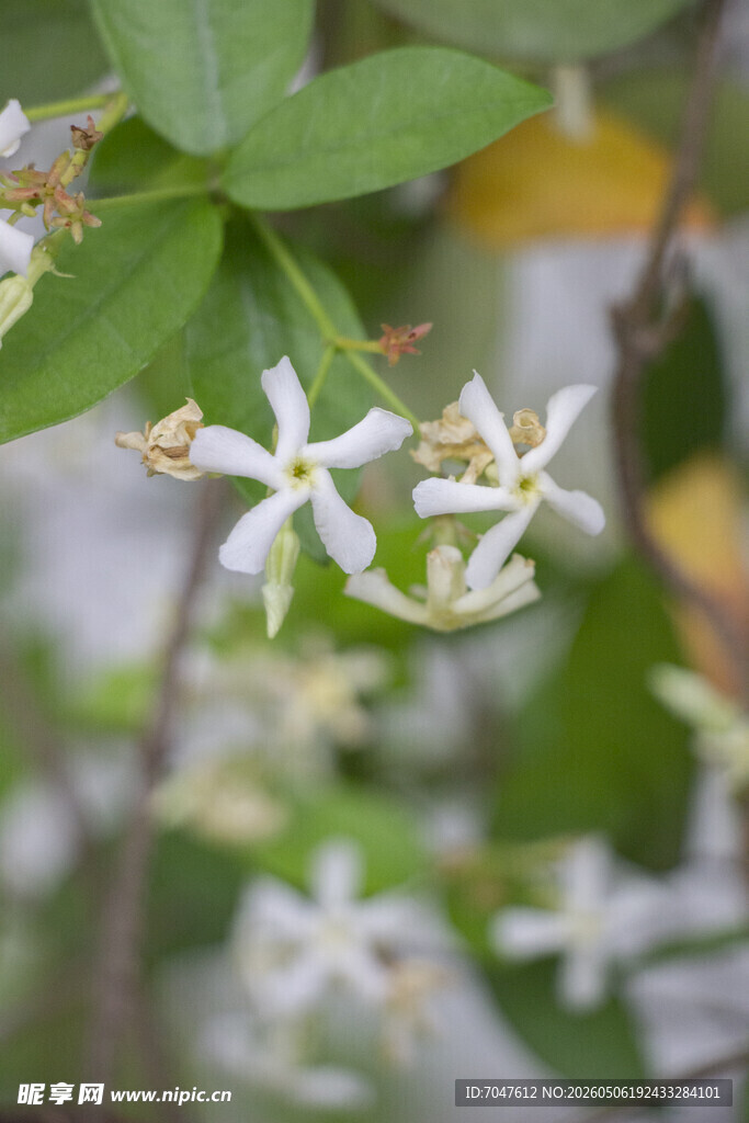 络石花开
