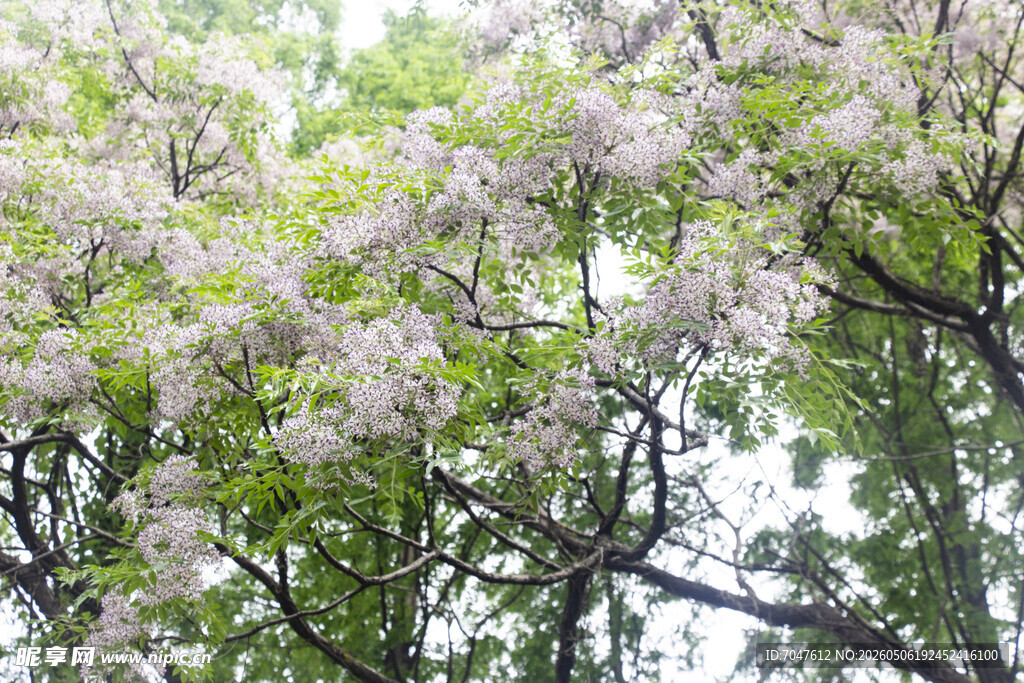 苦楝花开