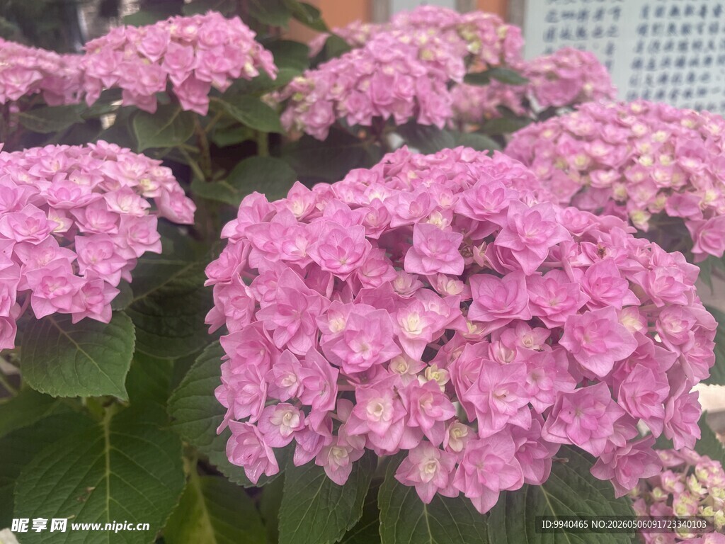 娇艳粉色绣球花绽放