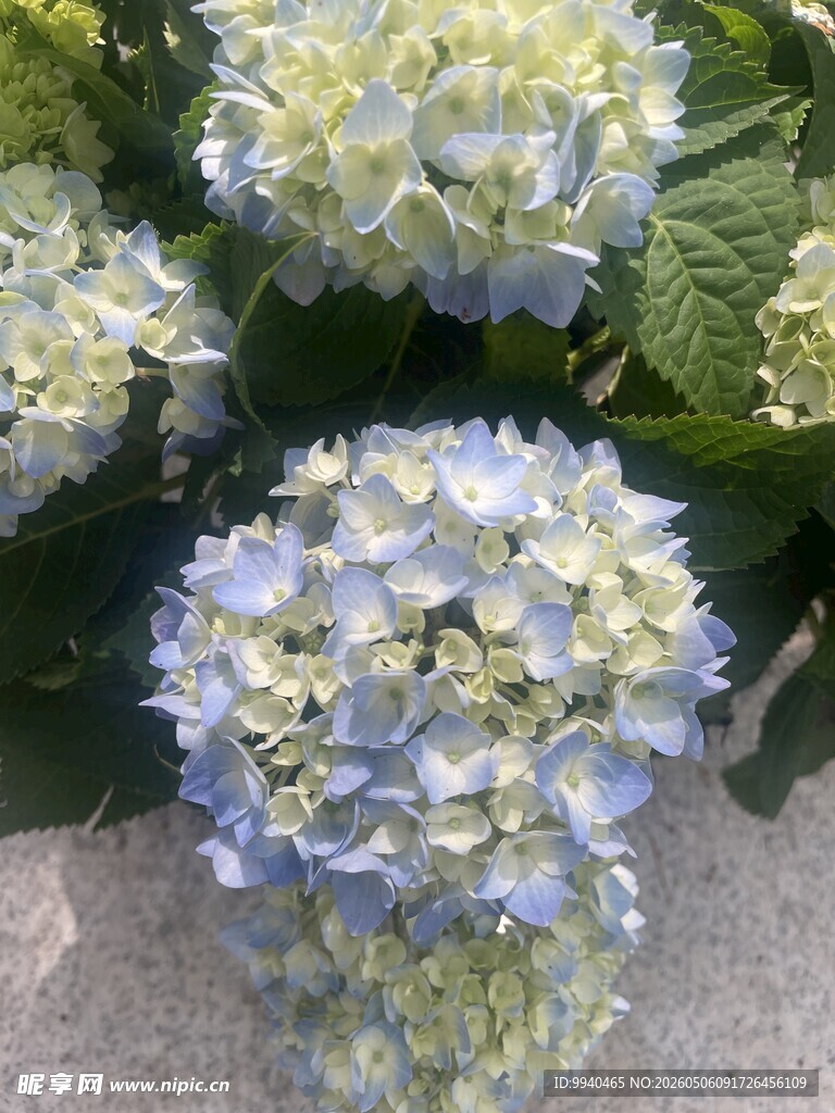 蓝白绣球花绽放