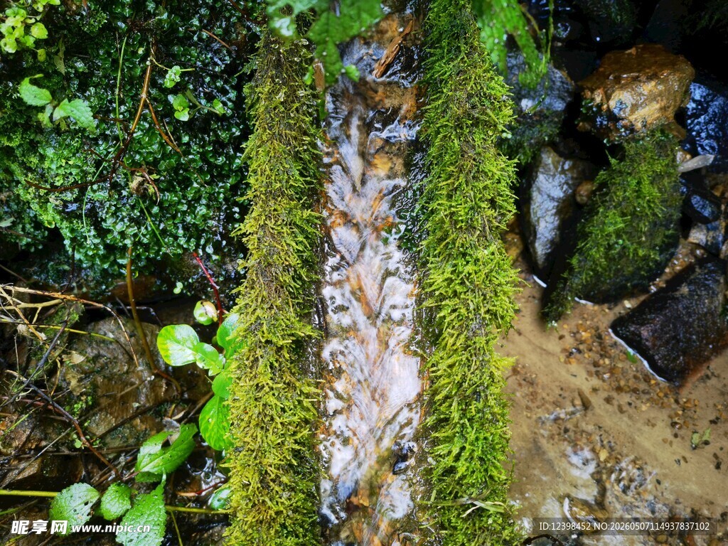 山间苔藓覆盖的潺潺溪流