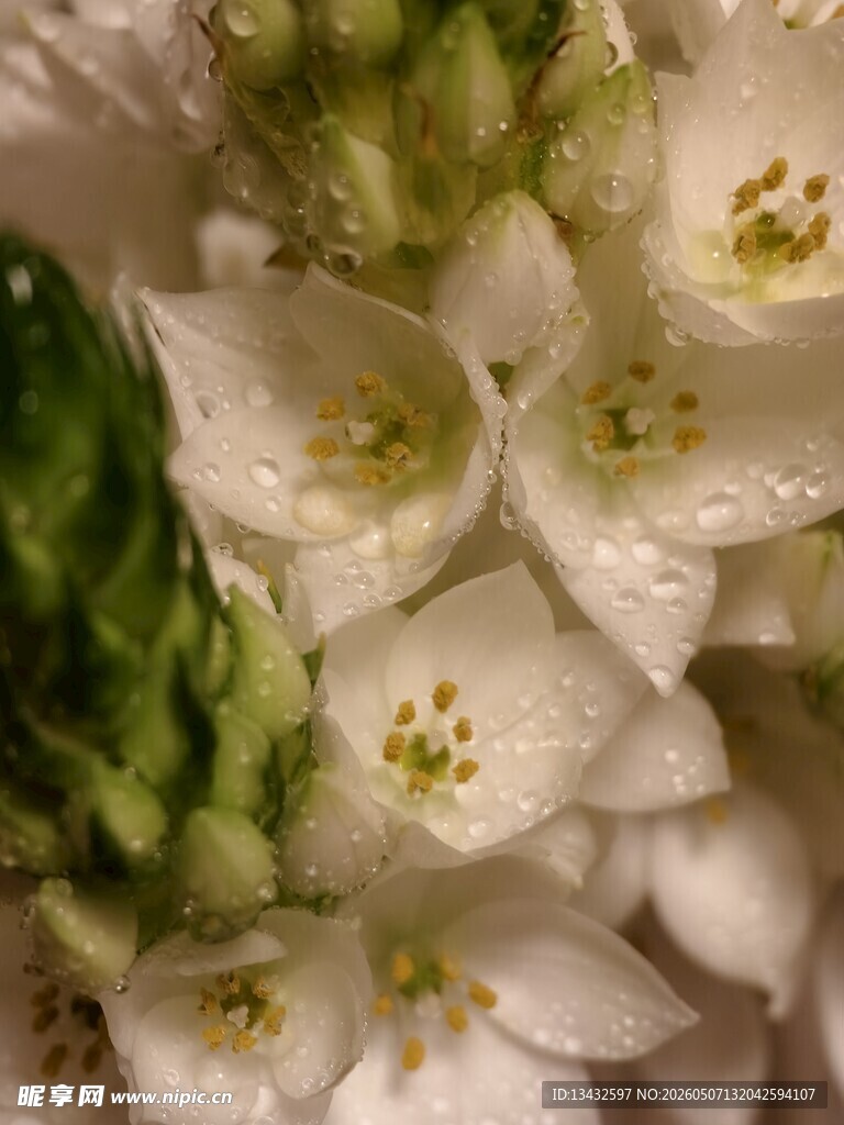清新白色花卉圣心百合