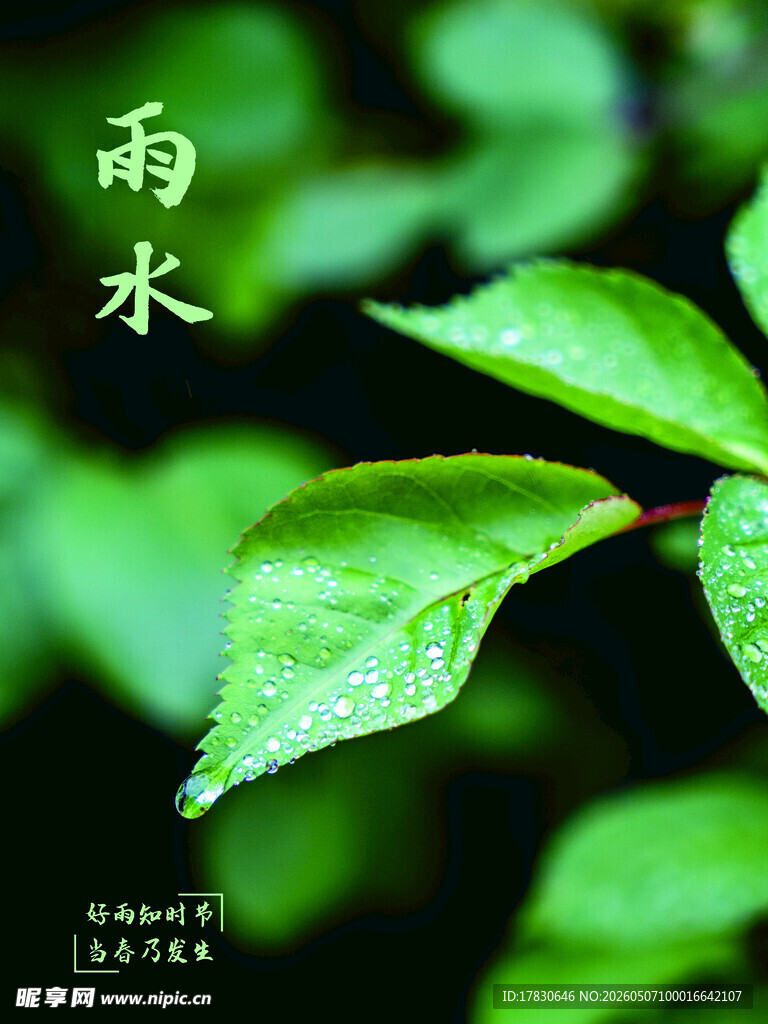 雨水海报