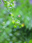 雨水海报