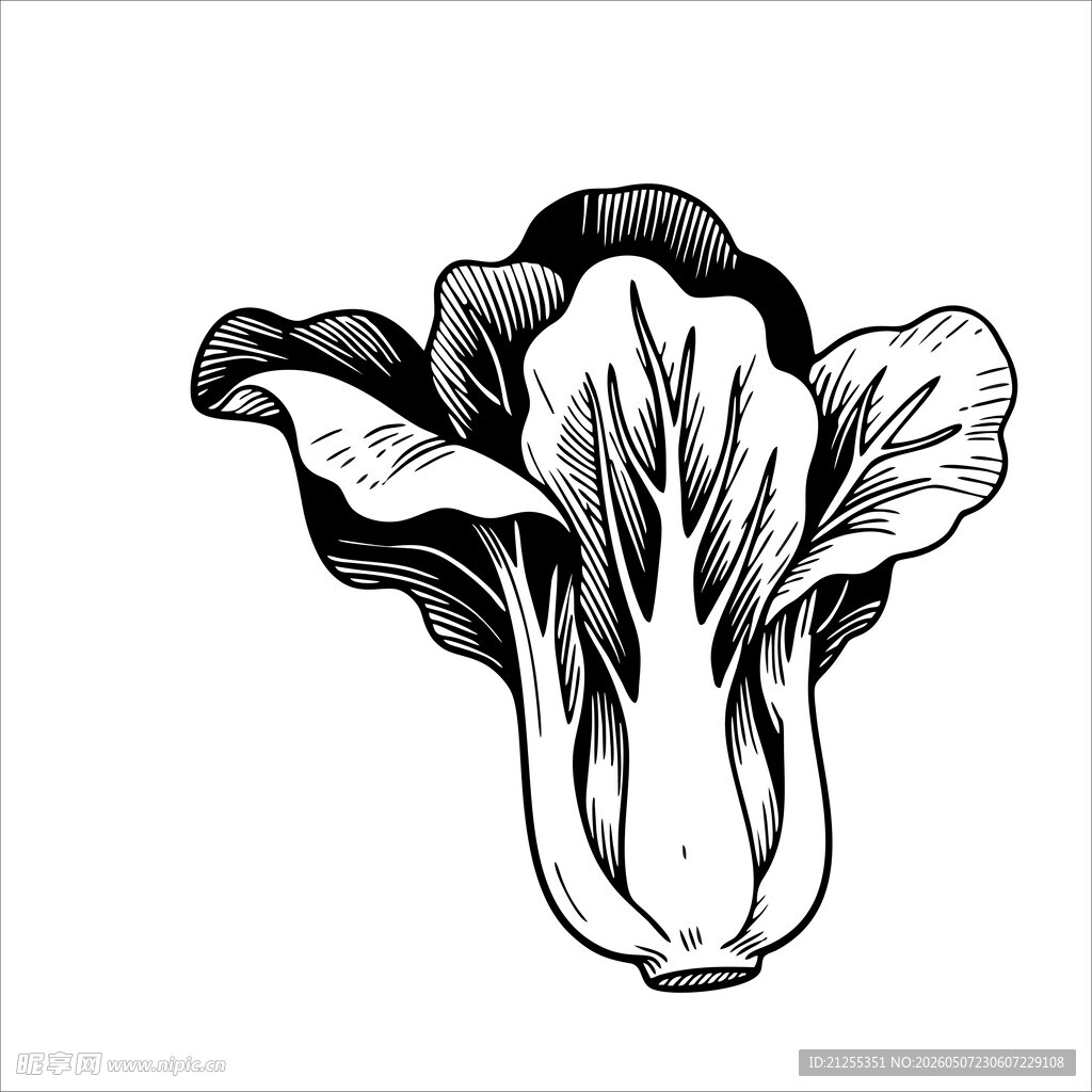 手绘白菜图案