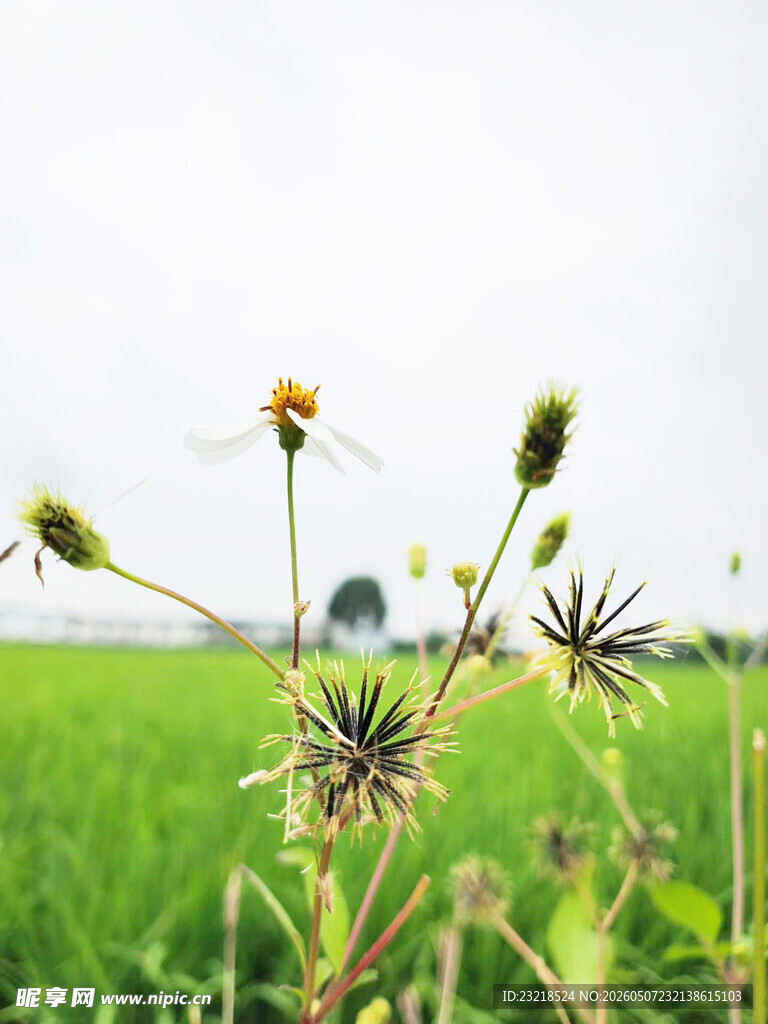 鬼针草