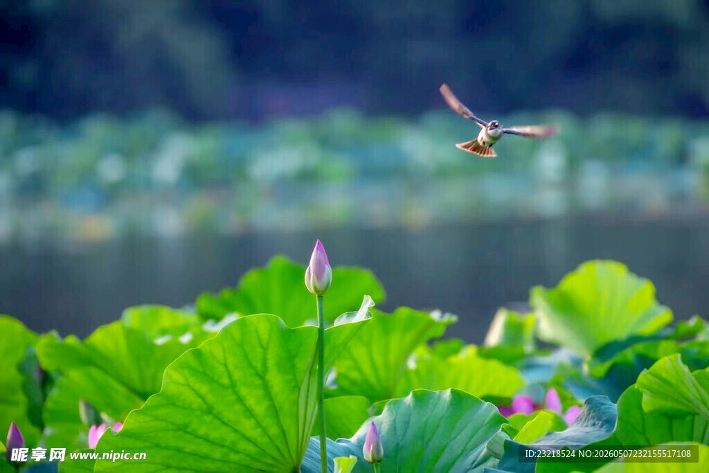 荷花
