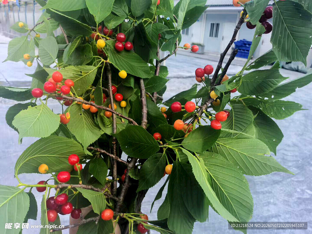小樱桃