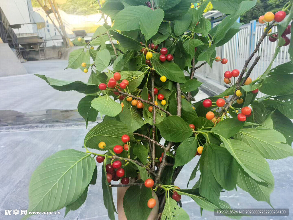 红樱桃