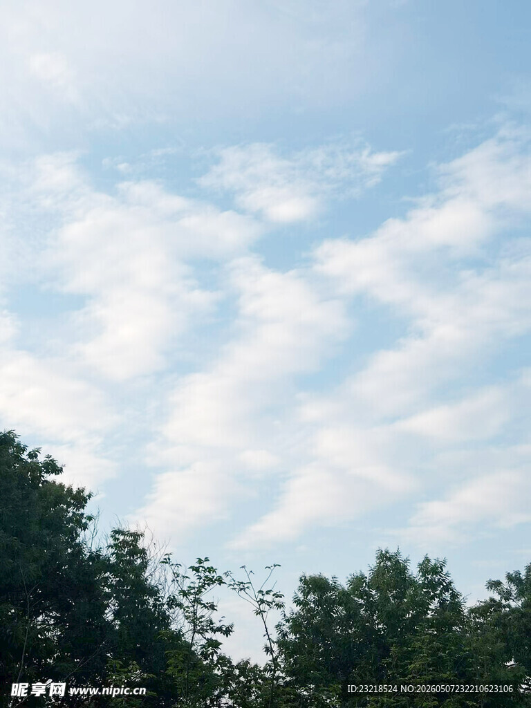 树林