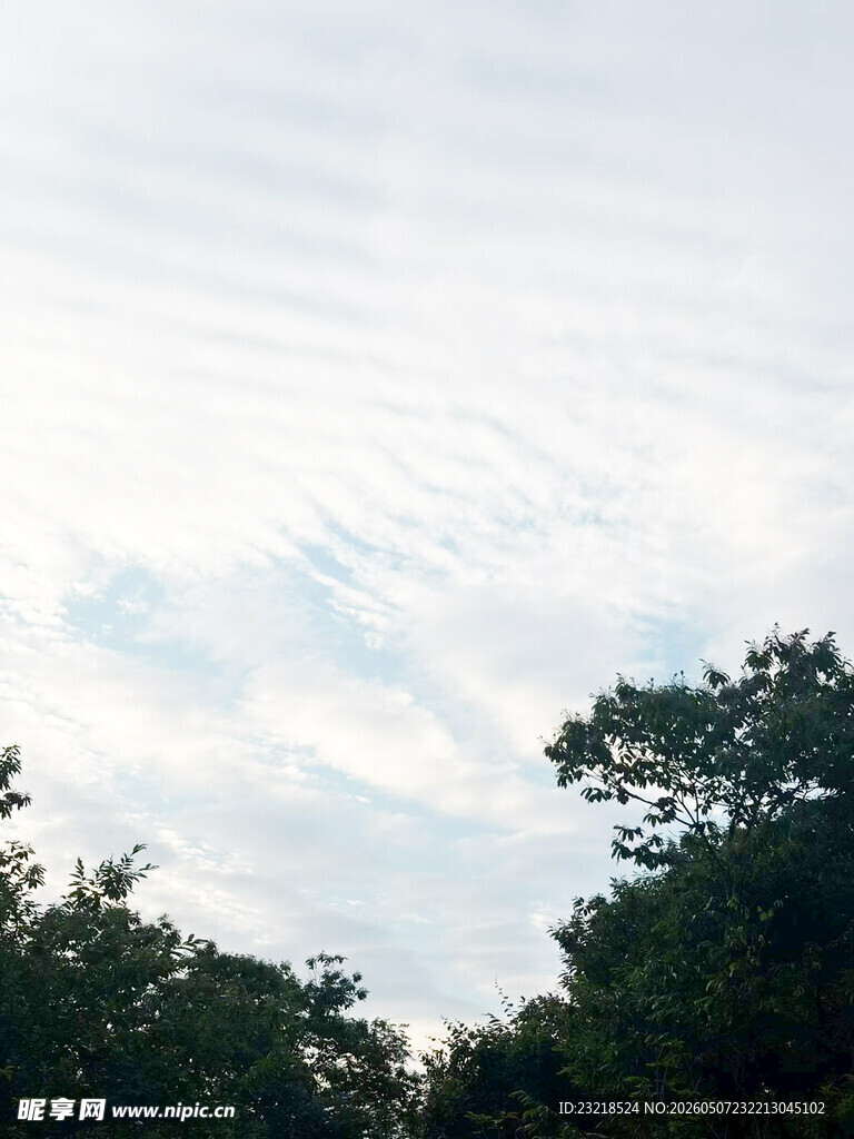 树梢