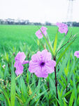蓝花草