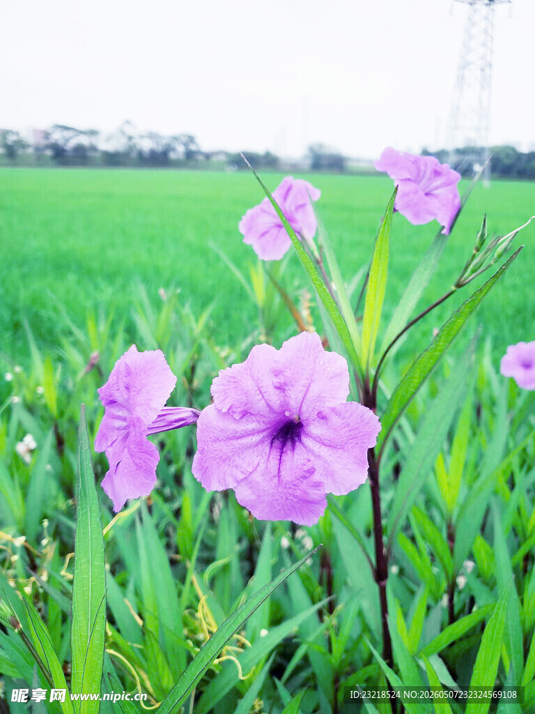 蓝花草
