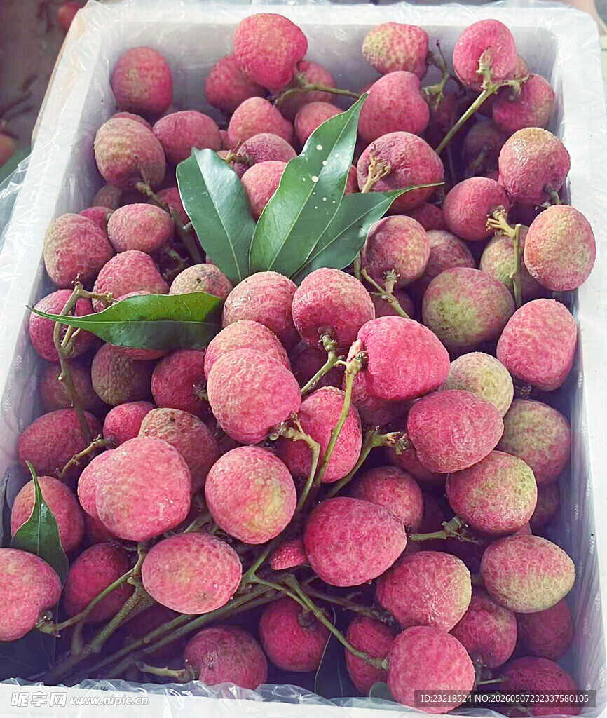 荔枝果