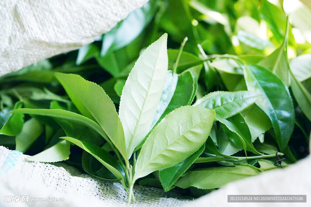 茶青