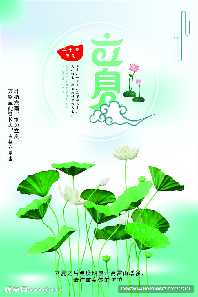 立夏时节荷花绽放图景