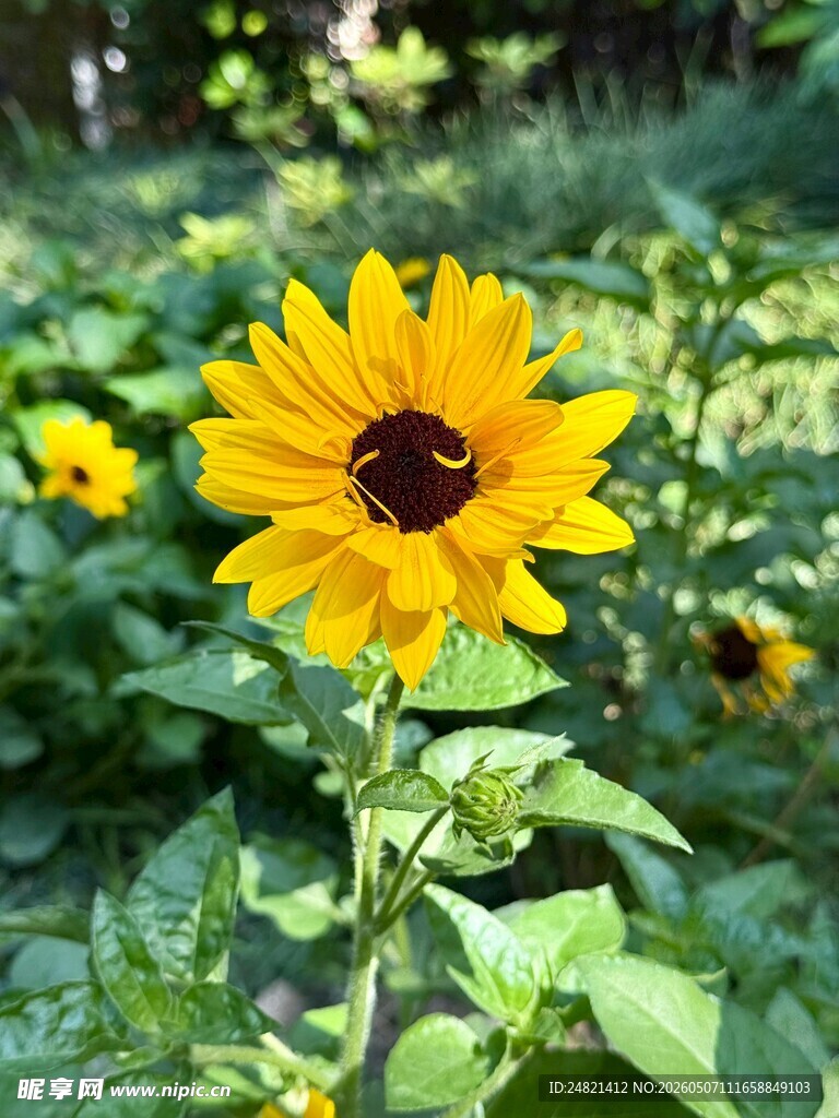 阳光下的灿烂向日葵