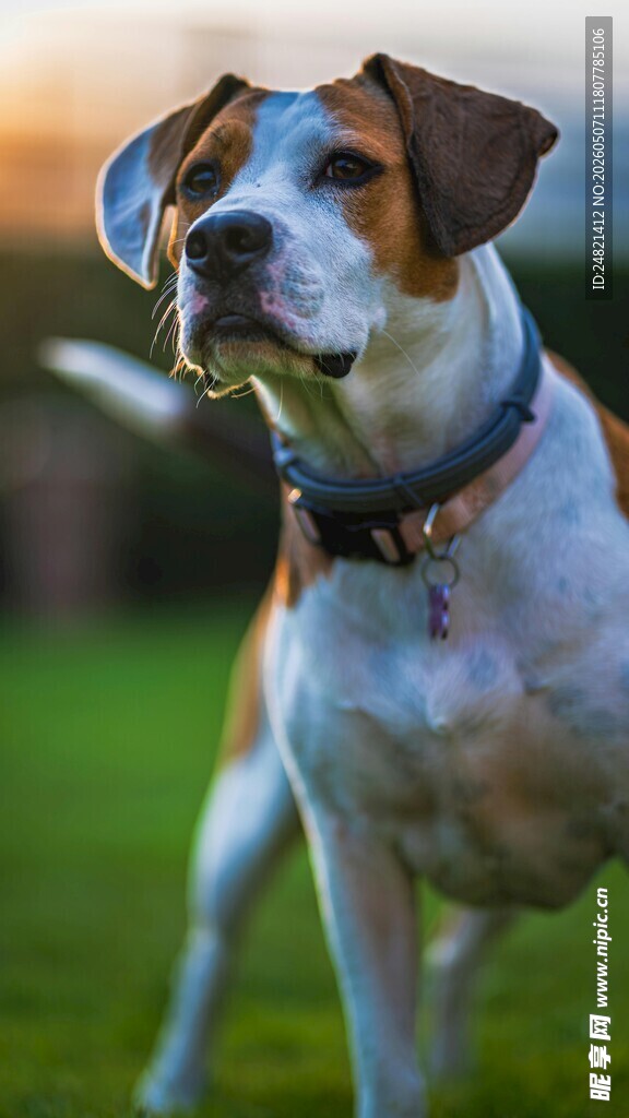 帅气萌犬户外站立瞬间