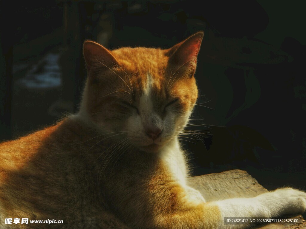 慵懒橘猫惬意休憩