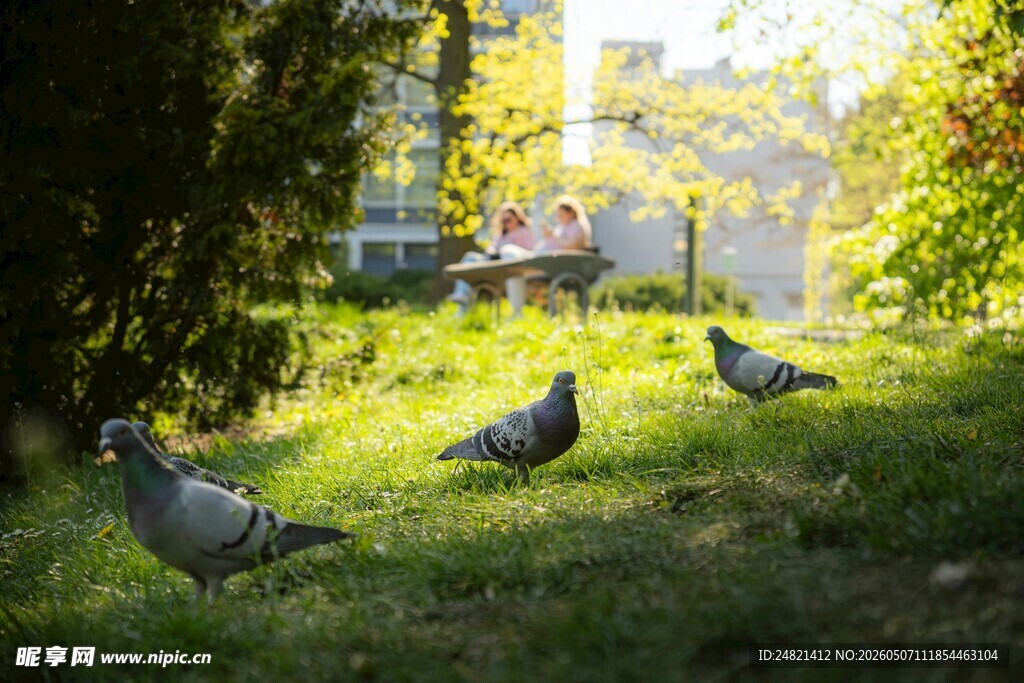 草地上的几只鸽子