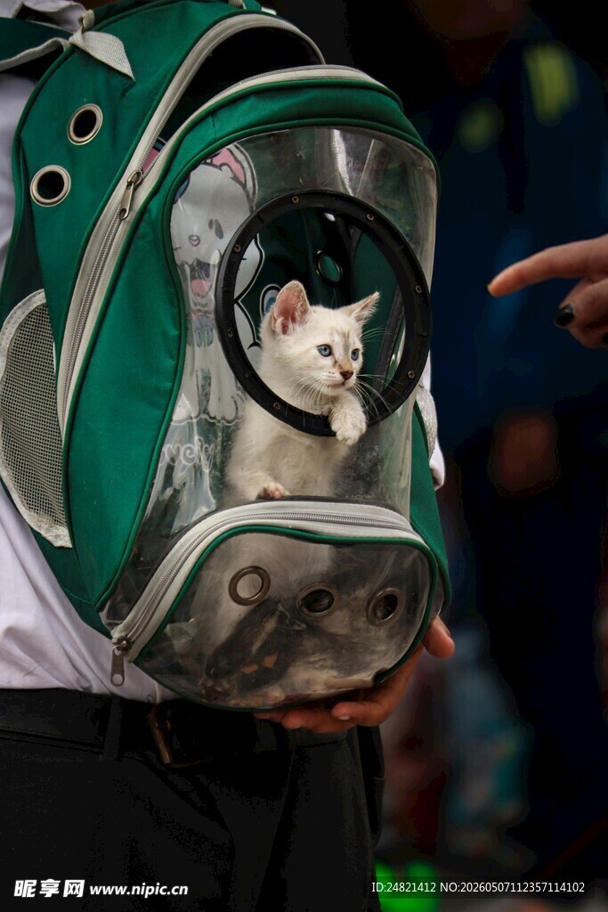 透明猫包中的可爱猫咪