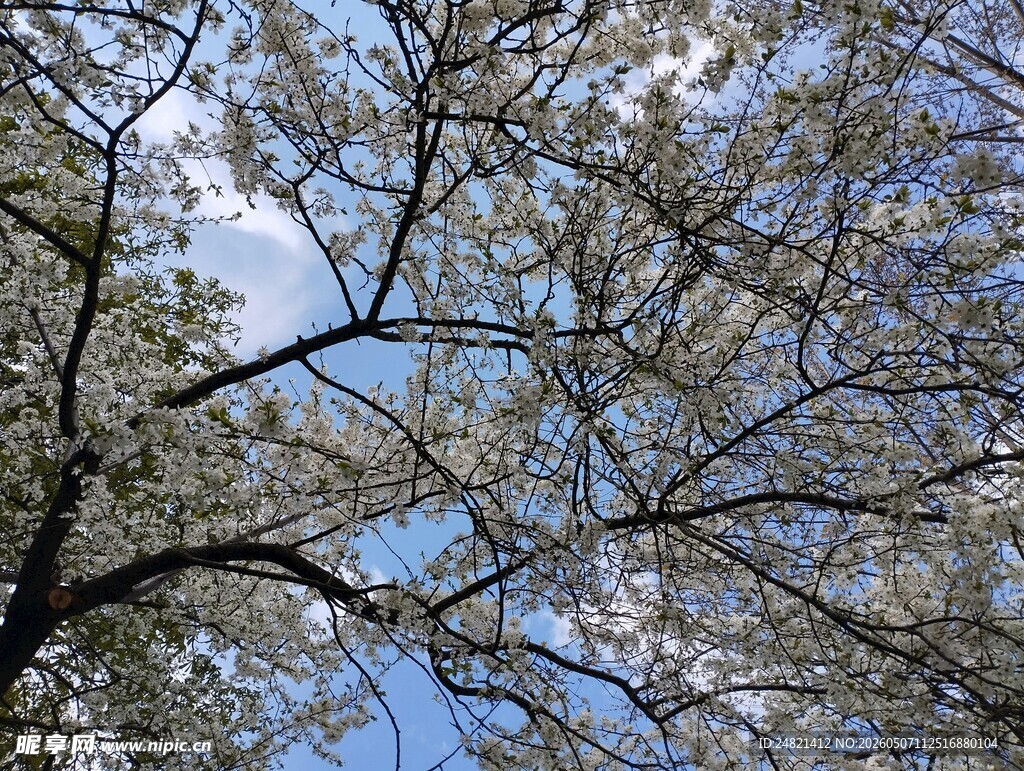蓝天映衬下的繁茂树枝